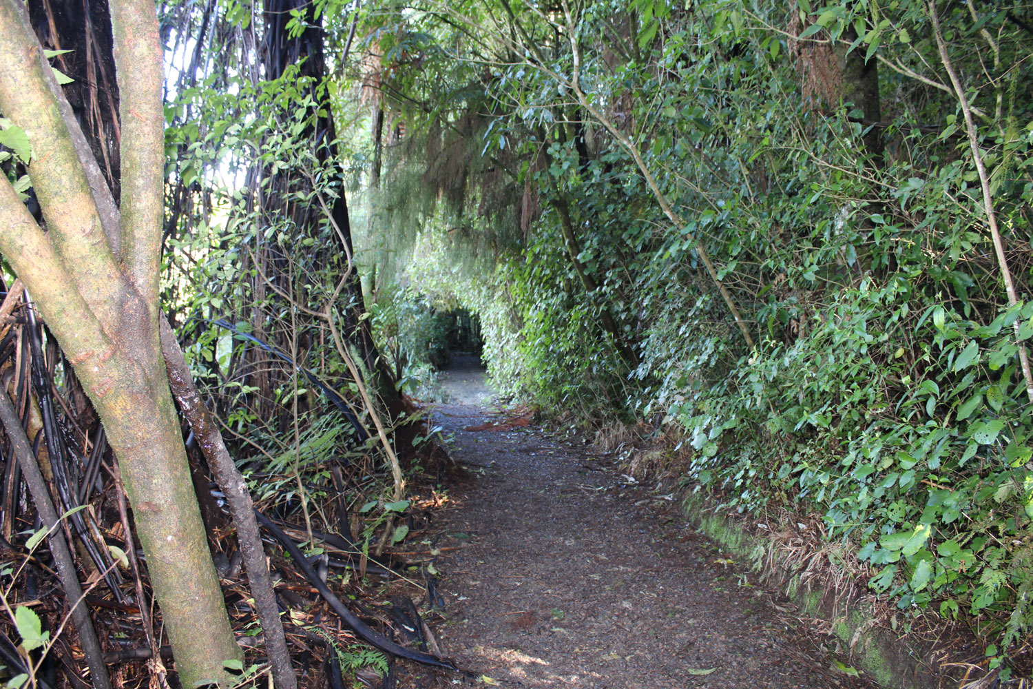 Waitomo Caves Guest Lodge